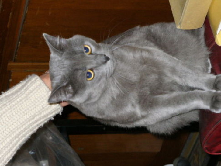 Picture of a cat / kitten / feline