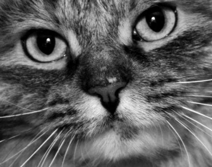 Picture of a cat / kitten / feline