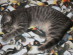 View full size picture