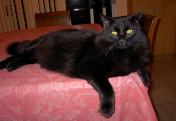 Picture of a cat / kitten / feline