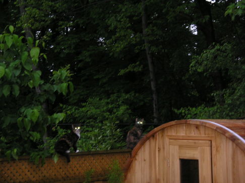 Picture of a cat / kitten / feline