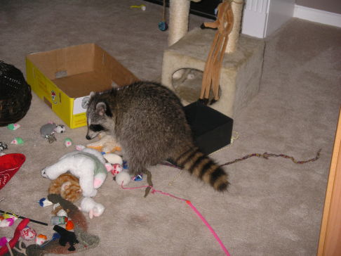 Picture of a cat / kitten / feline