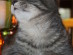 View full size picture