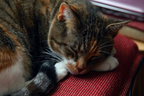 Picture of a cat / kitten / feline