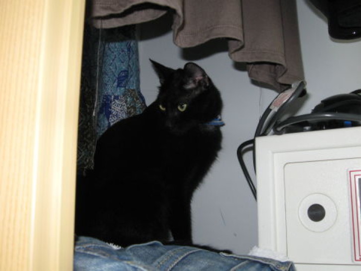 Picture of a cat / kitten / feline