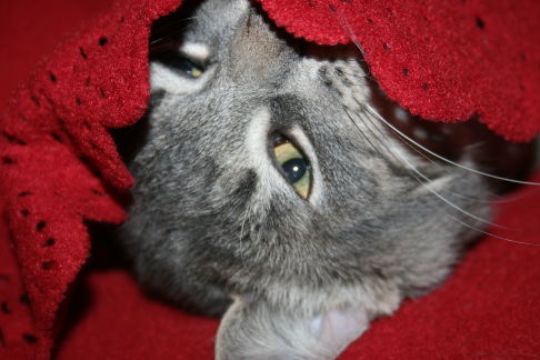 Picture of a cat / kitten / feline