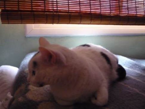 Picture of a cat / kitten / feline