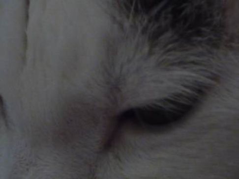 Picture of a cat / kitten / feline