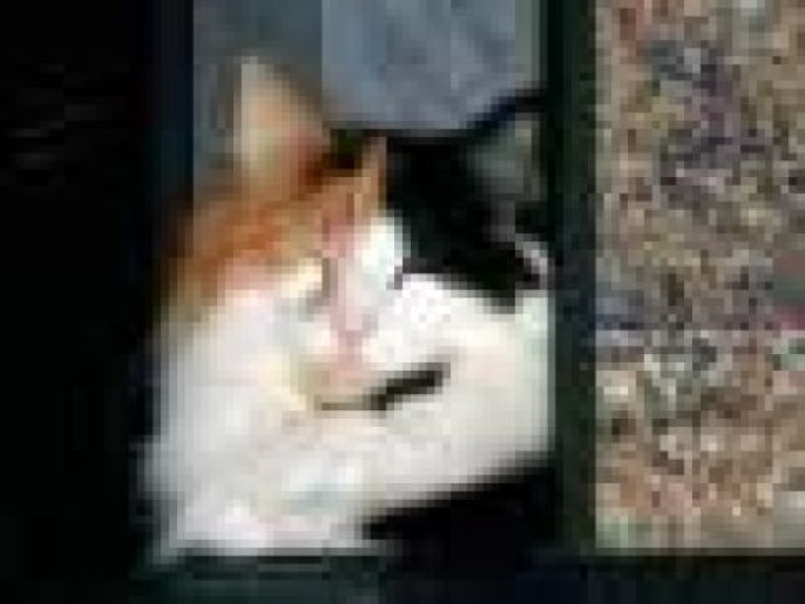 Picture of a cat / kitten / feline