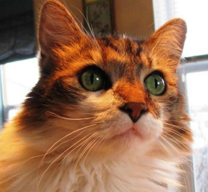 Picture of a cat / kitten / feline