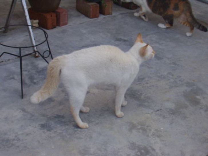 Picture of a cat / kitten / feline