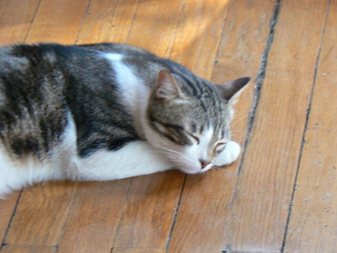 Picture of a cat / kitten / feline