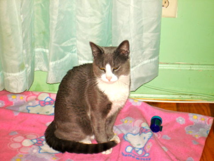 Picture of a cat / kitten / feline