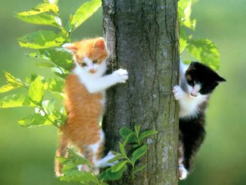 Picture of a cat / kitten / feline