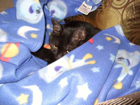 Picture of a cat / kitten / feline