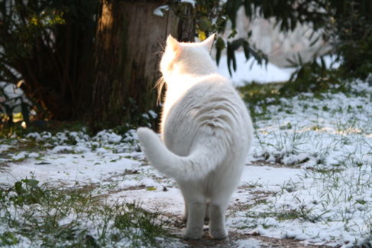 Picture of a cat / kitten / feline