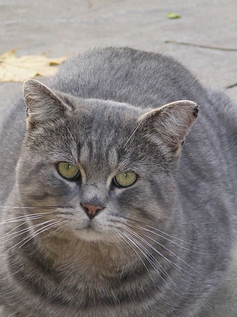 Picture of a cat / kitten / feline
