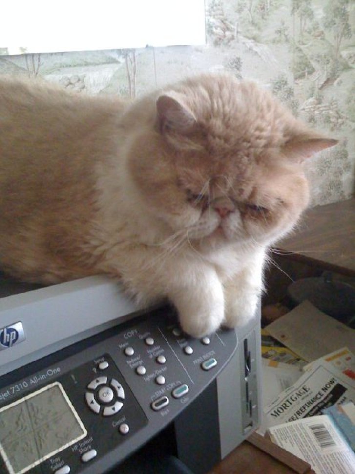 Picture of a cat / kitten / feline