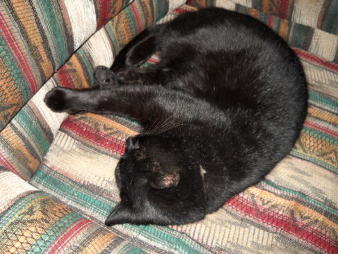 Picture of a cat / kitten / feline