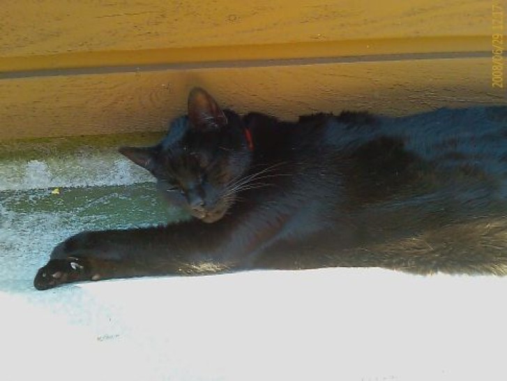 Picture of a cat / kitten / feline