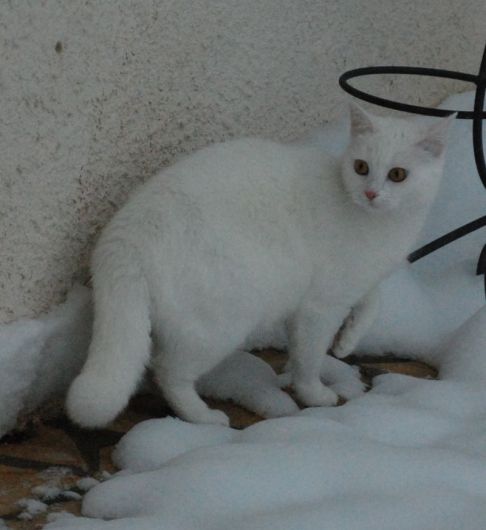 Picture of a cat / kitten / feline