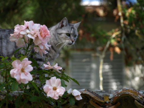 Picture of a cat / kitten / feline