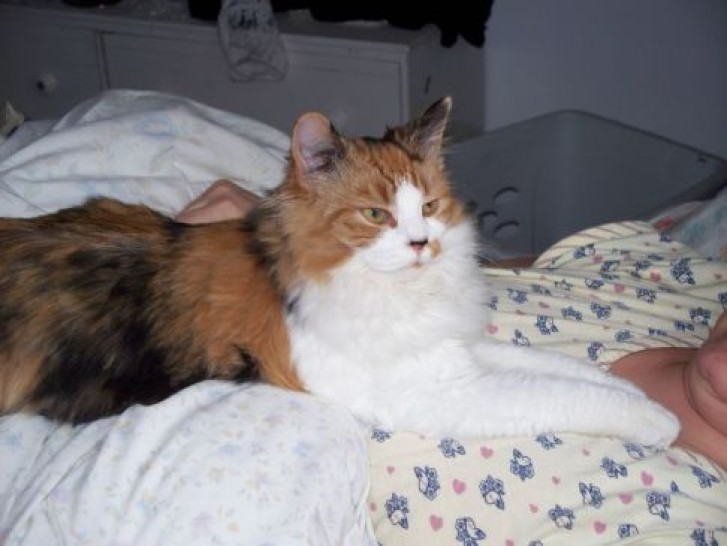 Picture of a cat / kitten / feline