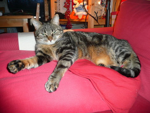 Picture of a cat / kitten / feline