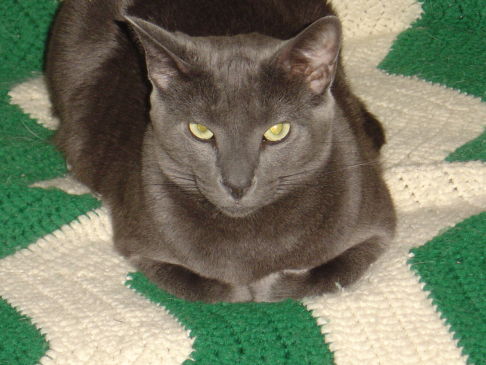Picture of a cat / kitten / feline