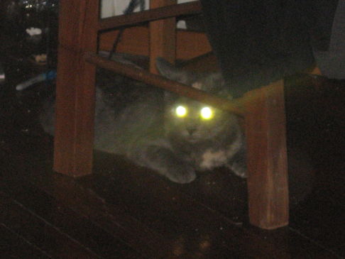 Picture of a cat / kitten / feline