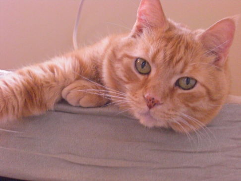 Picture of a cat / kitten / feline