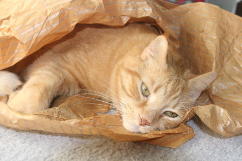Picture of a cat / kitten / feline
