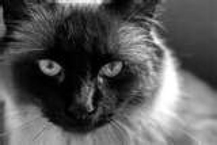 Picture of a cat / kitten / feline