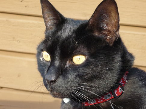 Picture of a cat / kitten / feline