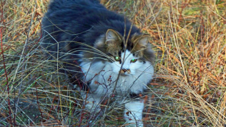 Picture of a cat / kitten / feline