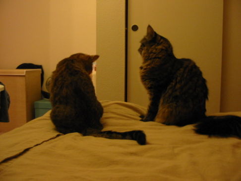 Picture of a cat / kitten / feline
