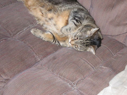 Picture of a cat / kitten / feline