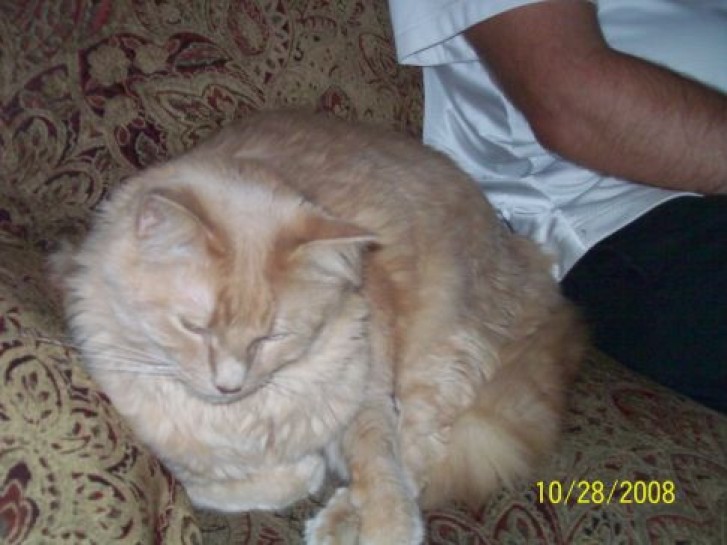 Picture of a cat / kitten / feline