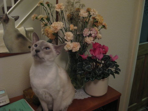 Picture of a cat / kitten / feline