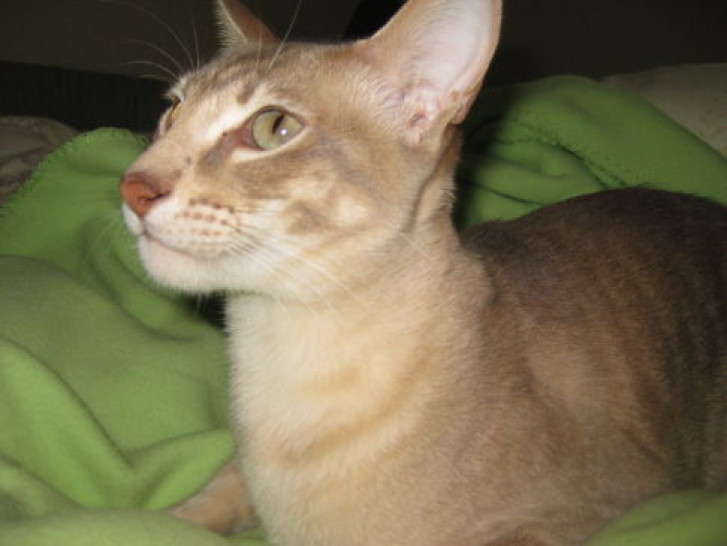 Picture of a cat / kitten / feline