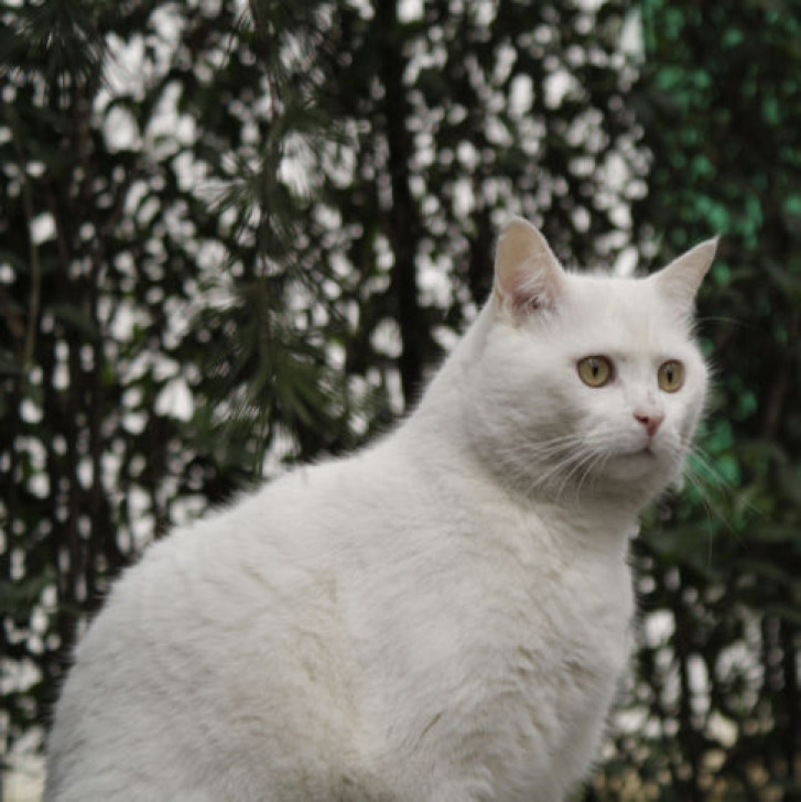 Picture of a cat / kitten / feline