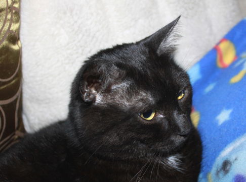 Picture of a cat / kitten / feline