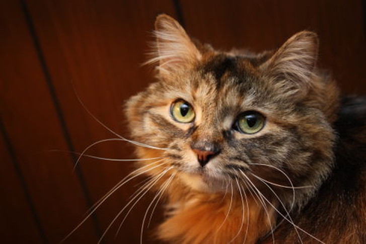 Picture of a cat / kitten / feline