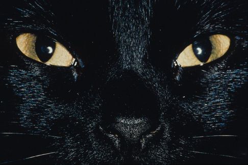 Picture of a cat / kitten / feline