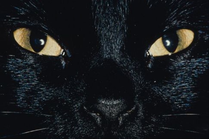 Picture of a cat / kitten / feline