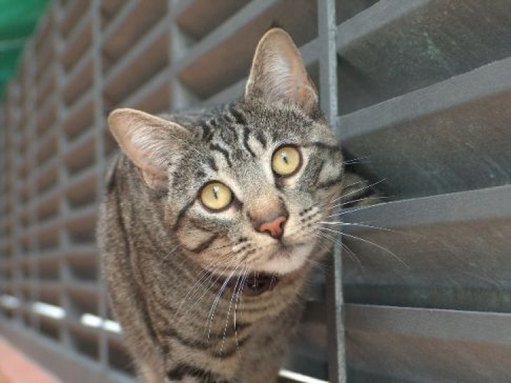 Picture of a cat / kitten / feline