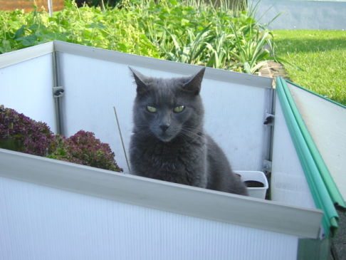 Picture of a cat / kitten / feline