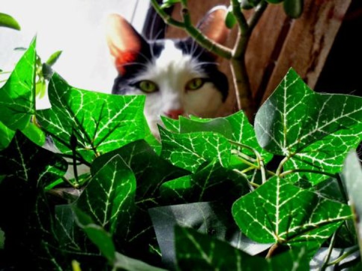 Picture of a cat / kitten / feline