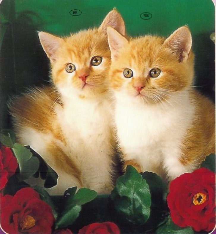 Picture of a cat / kitten / feline