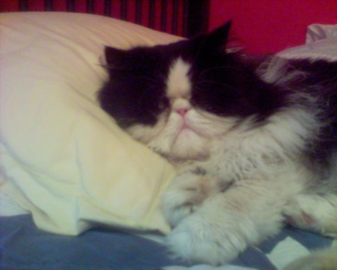 Picture of a cat / kitten / feline